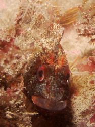 Tompot Blenny with star allures. It chased of hermites an... by Bas De Ridder 